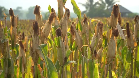Ripe maize ready for harvest. Stock Footage 128431245