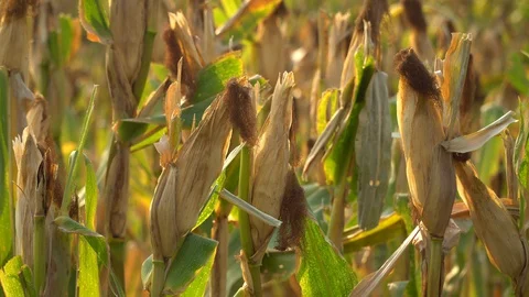 Ripe maize ready for harvest. Stock Footage 128431262