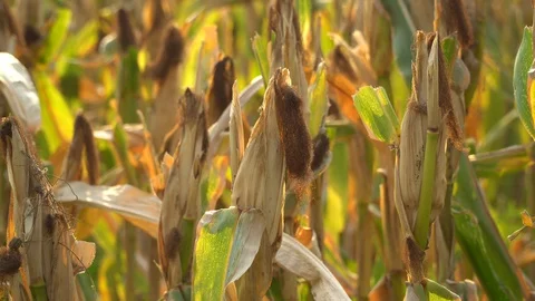 Ripe maize ready for harvest. Stock Footage 128431270