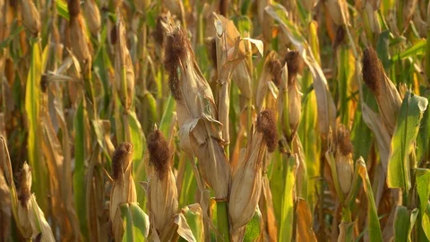 Ripe maize ready for harvest. Stock Footage 128431344