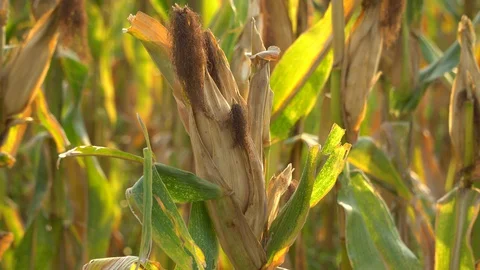 Ripe maize ready for harvest. Stock Footage 128431359