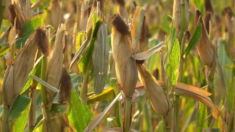Ripe maize ready for harvest. Stock Footage 128431372