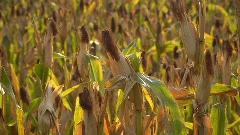 Ripe maize ready for harvest. Stock Footage 128431431