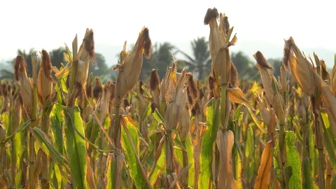 Ripe maize ready for harvest. Stock Footage 128431445