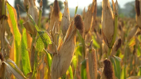 Ripe maize ready for harvest. Stock Footage 128431639