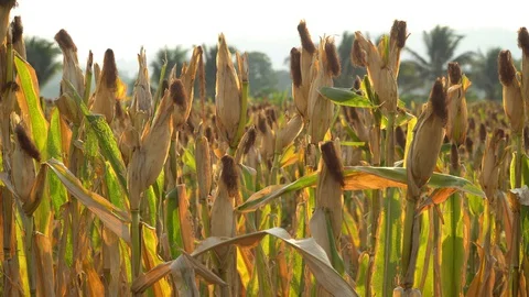 Ripe maize ready for harvest. Stock Footage 128431658