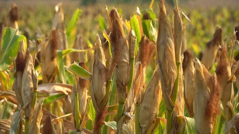 Ripe maize ready for harvest. Stock Footage 128431674