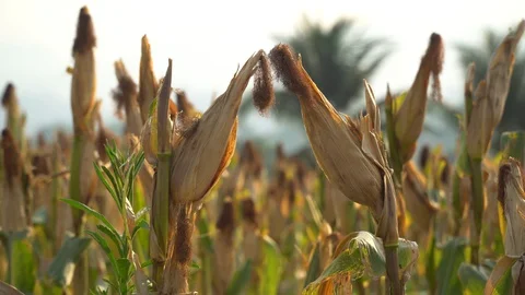 Ripe maize ready for harvest. Stock Footage 128431698