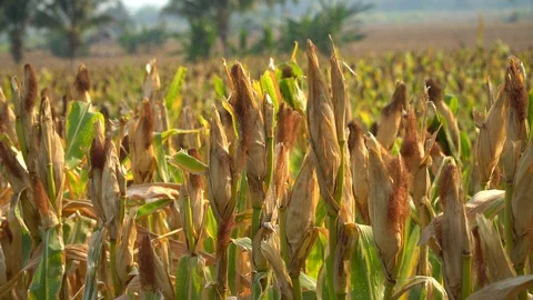 Ripe maize ready for harvest. Stock Footage 128431760