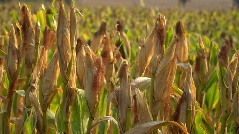 Ripe maize ready for harvest. Stock Footage 128431768