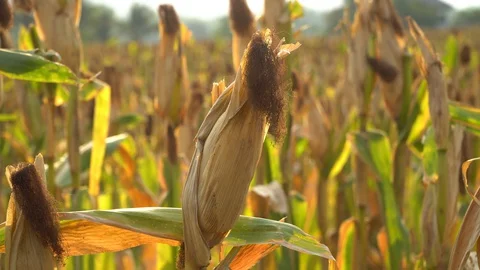 Ripe maize ready for harvest. Stock Footage 128431814