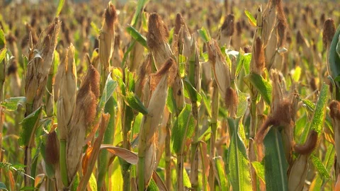 Ripe maize ready for harvest. Stock Footage 128431832