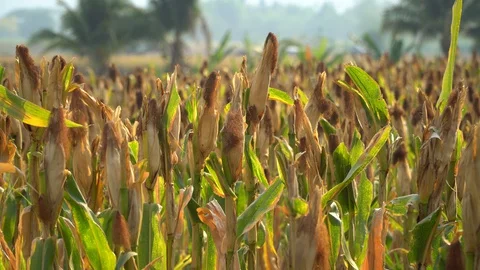 Ripe maize ready for harvest. Stock Footage 128431866