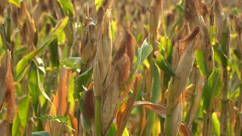 Ripe maize ready for harvest. Stock Footage 128431933