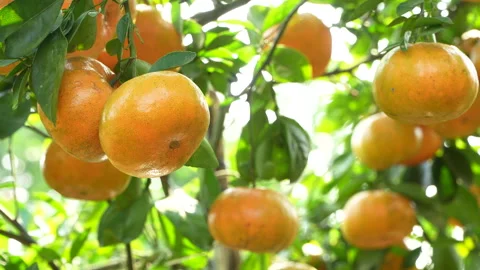 Ripe Mandarin Orange Close-up in Sunlit Vietnam Orchard Stock Footage 326744332