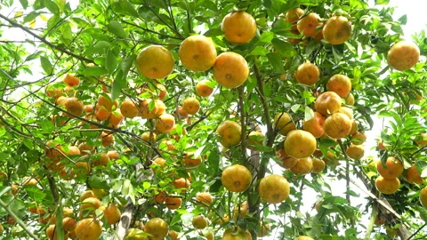 Ripe Mandarin Orange Clusters on Lush Tree in Vietnam Orchard Stock Footage 326778891