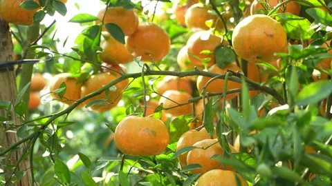 Ripe Mandarin Oranges on Branches in Sunlit Vietnam Orchard Stock Footage 326779504