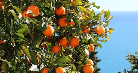 Ripe Mandarin Oranges Growing On A Tree Stock Footage 102375211