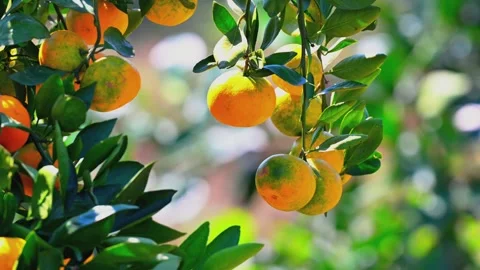 Ripe Mandarin Oranges Hanging on Tree in Orchard - Video Video stock 347793611