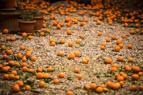 Ripe mandarin oranges lying on the ground Stock Photos