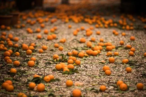 Ripe mandarin oranges lying on the ground Stock Photos