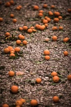 Ripe mandarin oranges lying on the ground Stock Photos