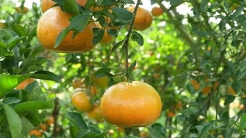 Ripe Mandarin Oranges Swaying in Wind, Vietnam Orchard Stock Footage 326670771