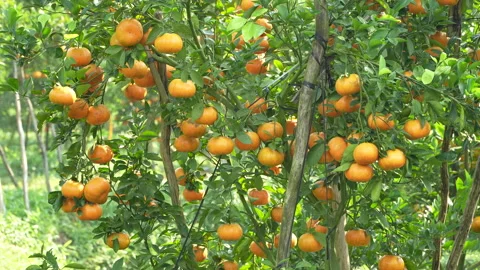 Ripe Mandarin Trees with Supported Branches in Vietnam Orchard Stock Footage 326768449