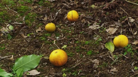 Ripe mandarins on the ground Stock Footage 81235242