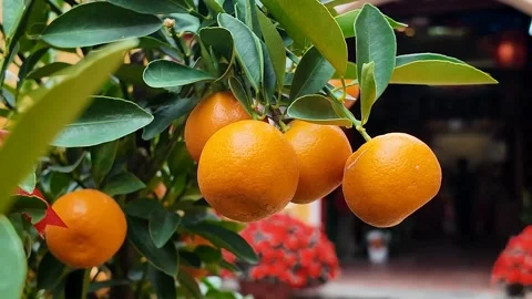 Ripe Mandarins Symbolizing Prosperity Stock Footage 288684477