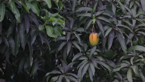 Ripe Mango dangling on a tree in the wild Stock Footage 196615277
