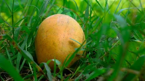 A ripe mango falling from a tree. Enhances the beauty of nature. Stockfoto's