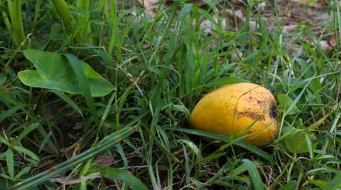 A ripe mango falling from a tree. Enhances the beauty of nature. Stock Photos