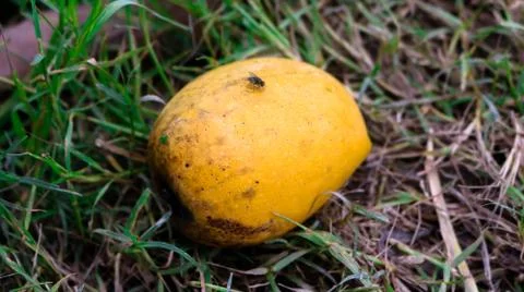 A ripe mango falling from a tree. Enhances the beauty of nature. Stock Photos