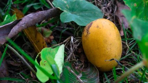 A ripe mango falling from a tree. Enhances the beauty of nature. Stock Photos