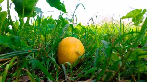A ripe mango falling from a tree. Enhances the beauty of nature. Stock Photos