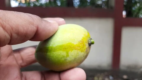 Ripe mango in farmer hand. Stock Footage 198202509