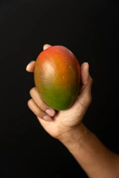 Ripe mango fruit on a black background, held by an African American hand. Stock Photos