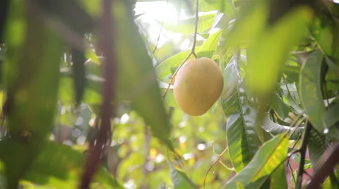 RIPE MANGO FRUIT 库存影片 22687108