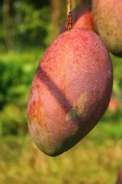 Ripe mango fruit hanging on tree branch in natural outdoor setting with gre.. Stock Photos