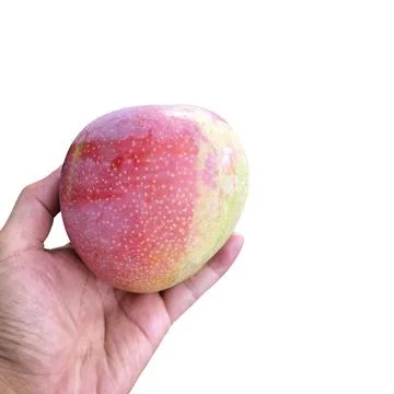 Ripe mango in hand isolated on white background. Stock Photos