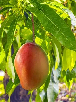 Ripe mango hanging on tree among green leaves in sunlight Stock Photos