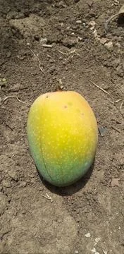 Ripe Mango Isolated on Gray Background Stock Photos