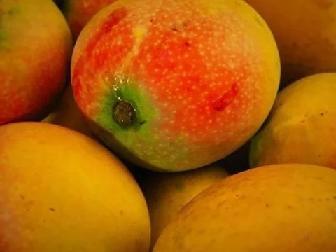 The ripe mango Stock Photos