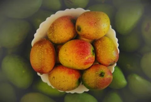 The ripe mango Stock Photos