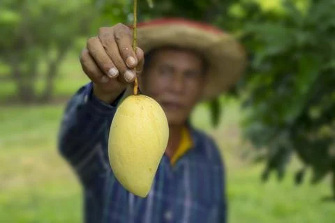 Ripe mango productive on the mango tree in the rural farm Fotos de archivo