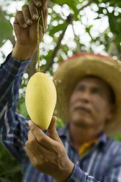 Ripe mango productive on the mango tree in the rural farm Fotos Stock