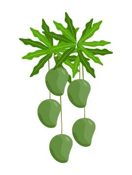 Ripe mango on tree Stock Illustration
