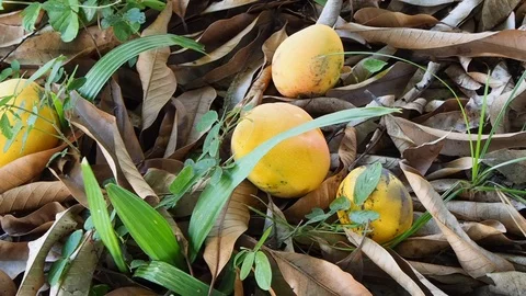 Ripe mangoes fall on the ground under mango tree. Stock Footage 125311735