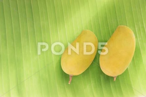 Ripe mangoes Stock Photos